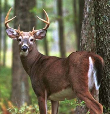 white_tailed_deer_buck2
